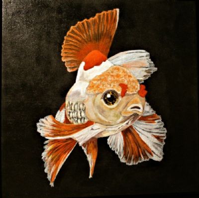 Fancy goldfish